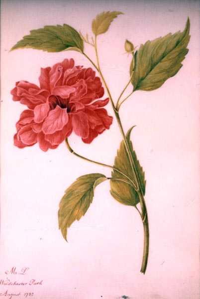 Kwiat w stylu piwonii autorstwa Mary Granville (attr.) Delany
