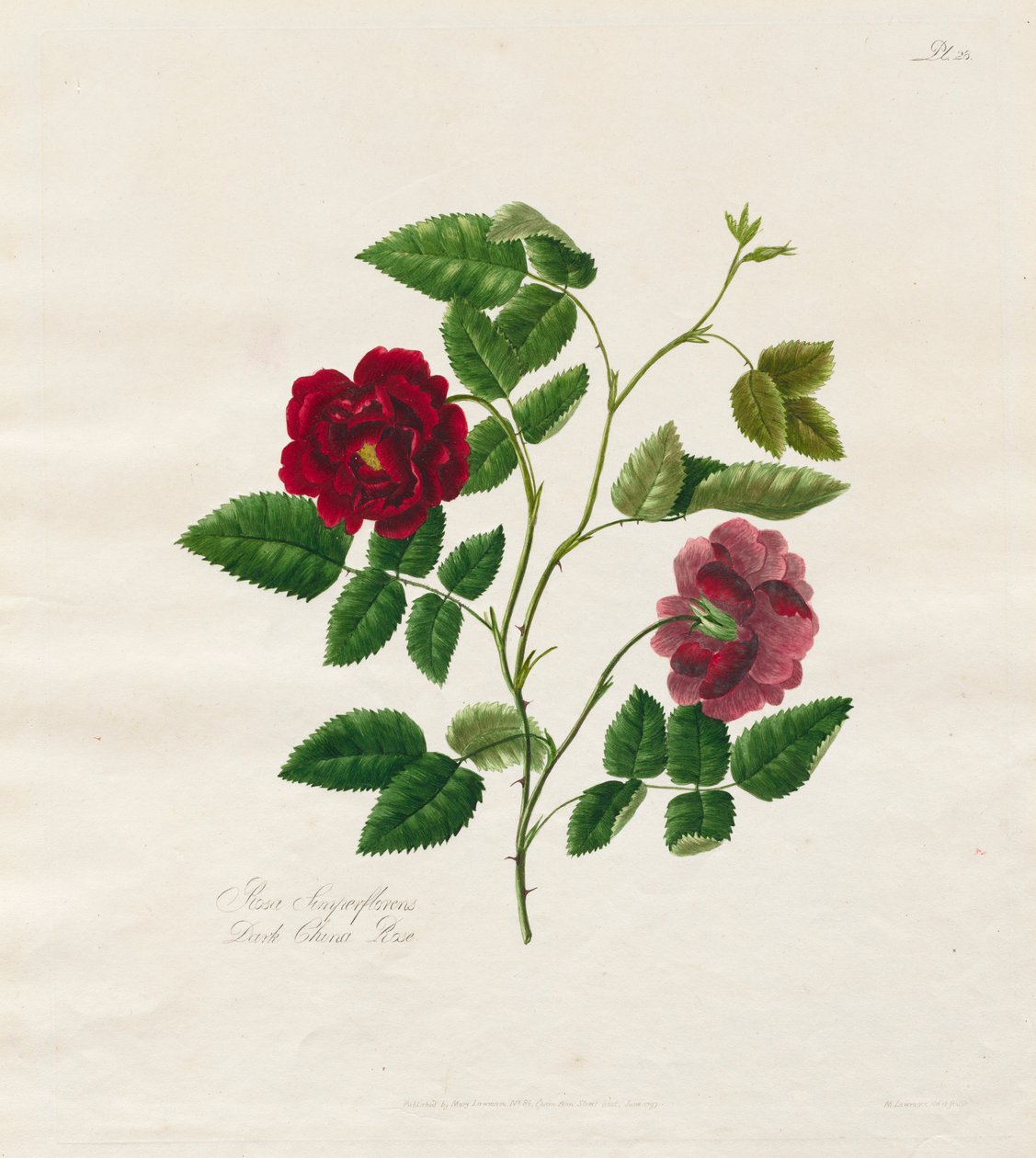 Kolekcja róż z natury: Dark China Rose, 1799. autorstwa Mary Lawrence
