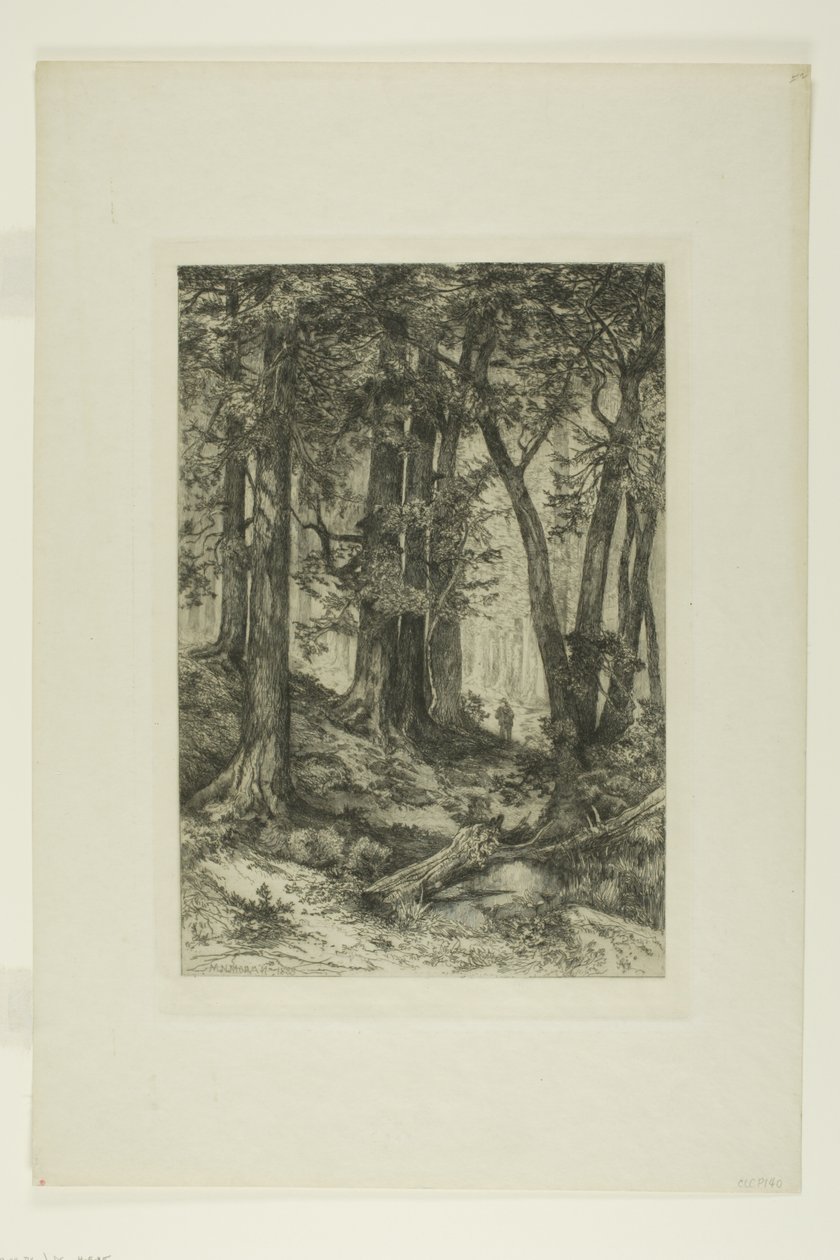 Las Kalifornijski autorstwa Mary Nimmo Moran