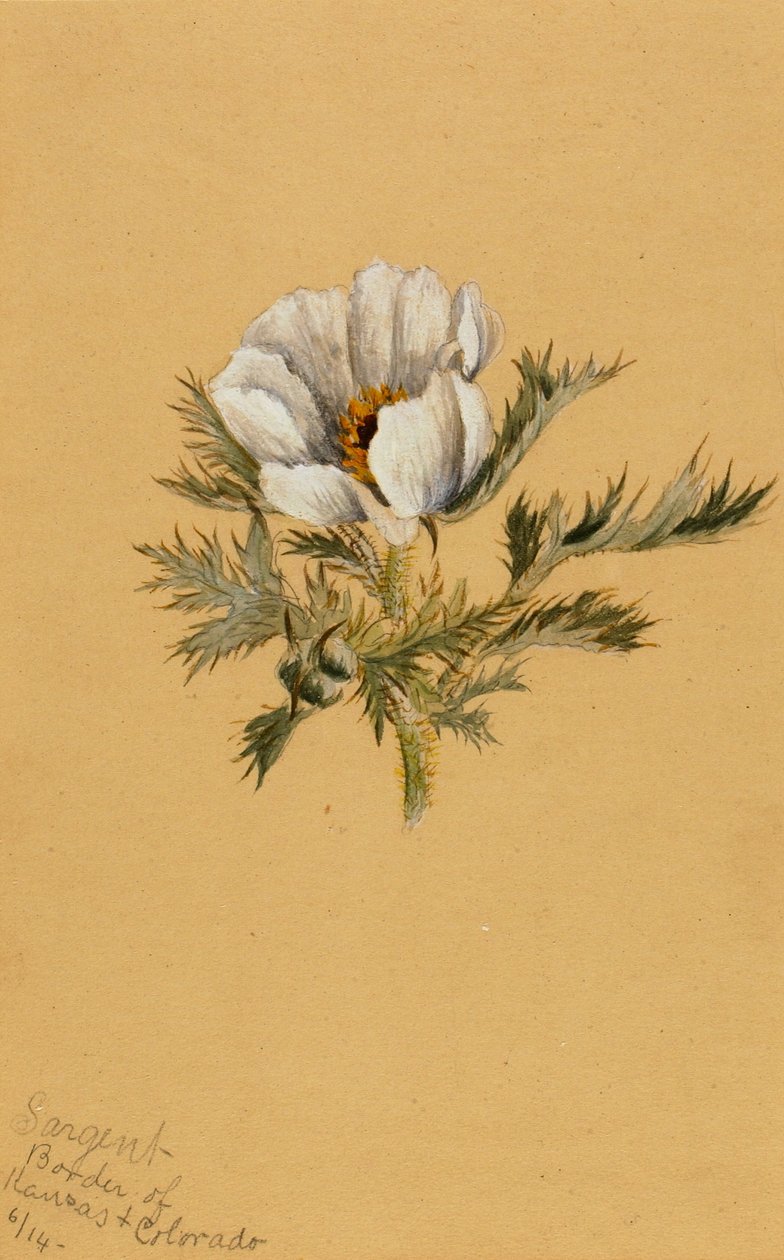 (Bez tytułu) (Studium kwiatu) autorstwa Mary Vaux Walcott