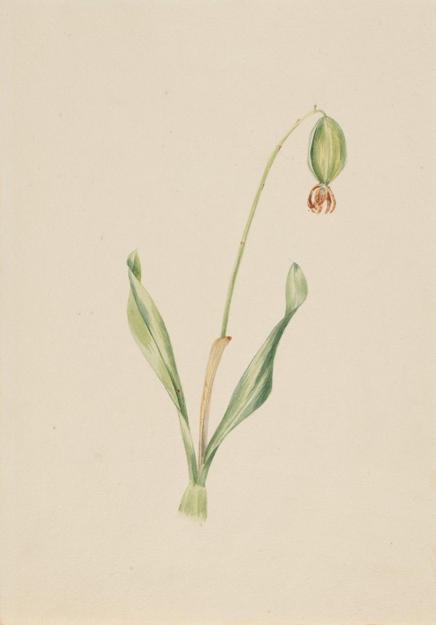 (Bez tytułu) (Studium rośliny) autorstwa Mary Vaux Walcott