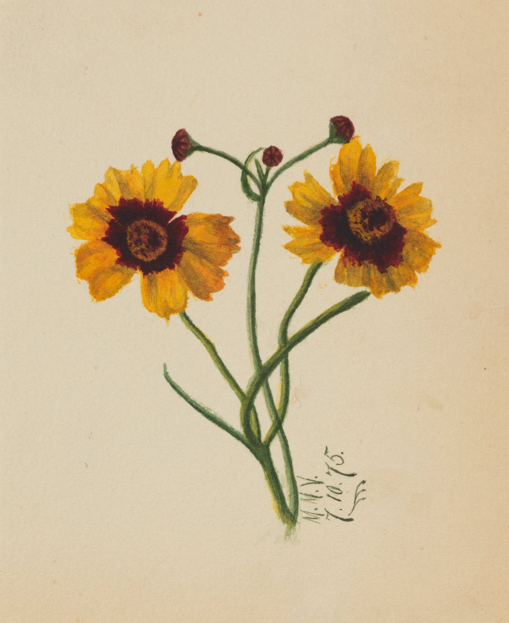 (Bez tytułu) autorstwa Mary Vaux Walcott
