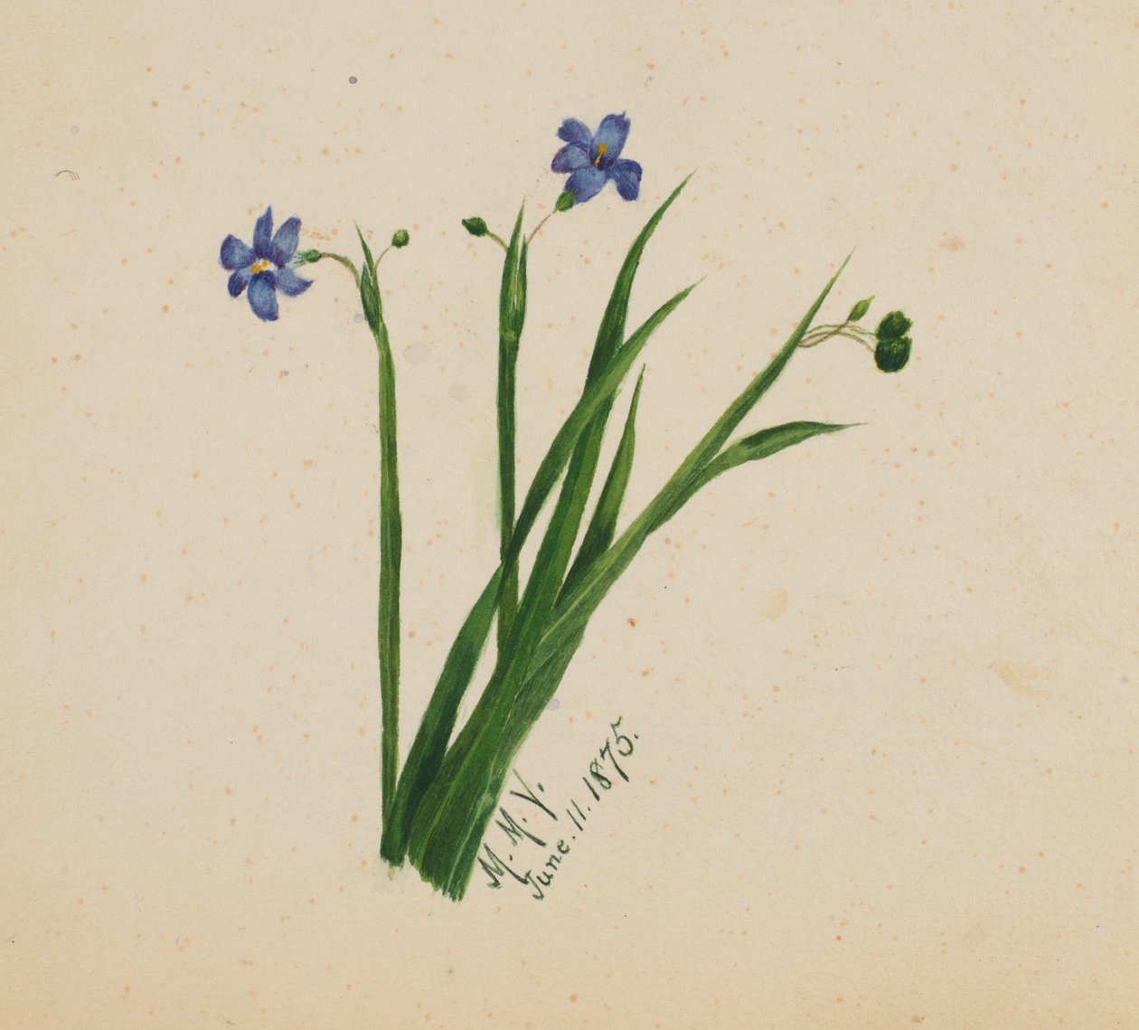 (Bez tytułu) autorstwa Mary Vaux Walcott