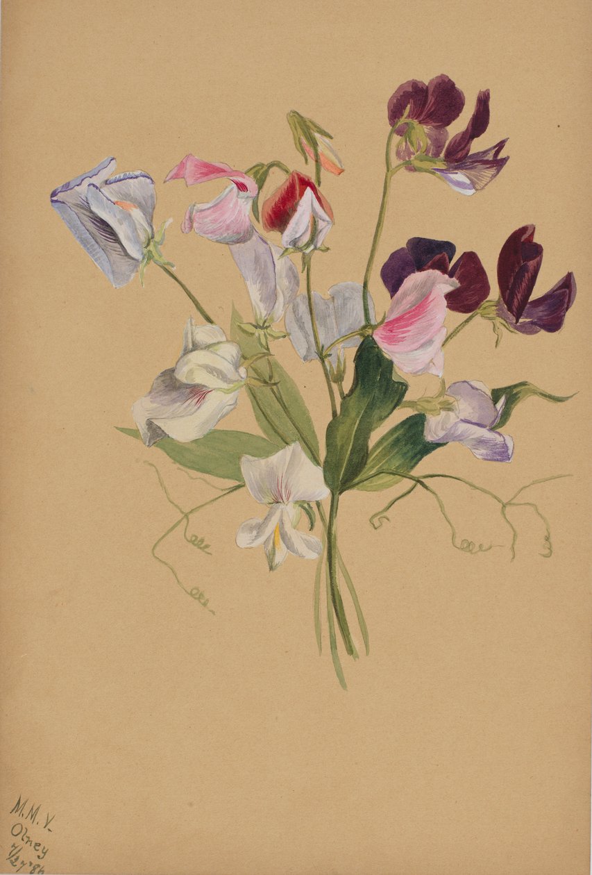 (Bez tytułu - Studium kwiatu) autorstwa Mary Vaux Walcott
