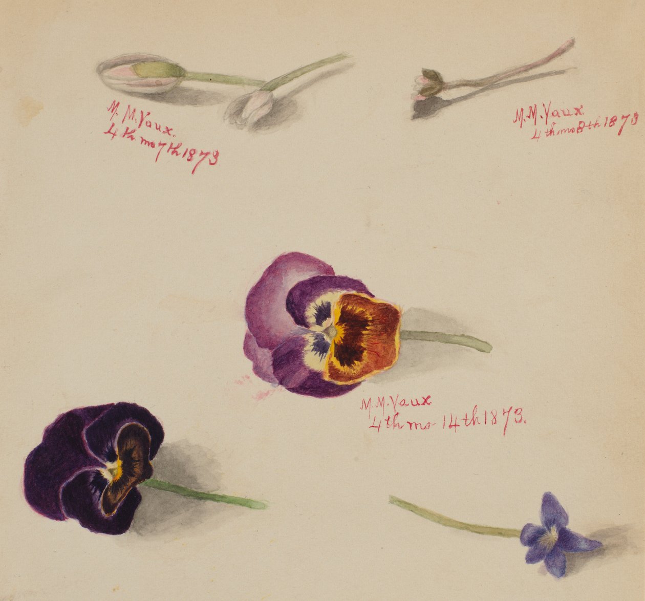 (Bez tytułu - Studium kwiatu) autorstwa Mary Vaux Walcott