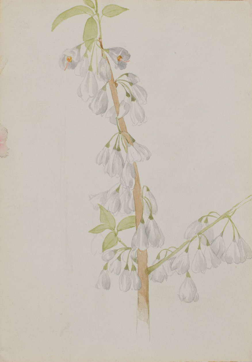 (Bez tytułu - Studium kwiatu) autorstwa Mary Vaux Walcott
