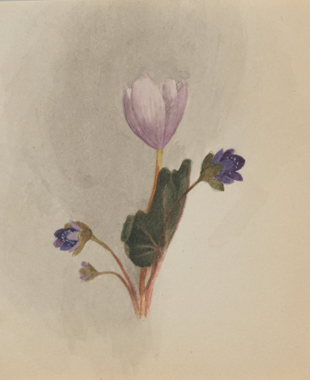 (Bez tytułu - Studium kwiatu) autorstwa Mary Vaux Walcott