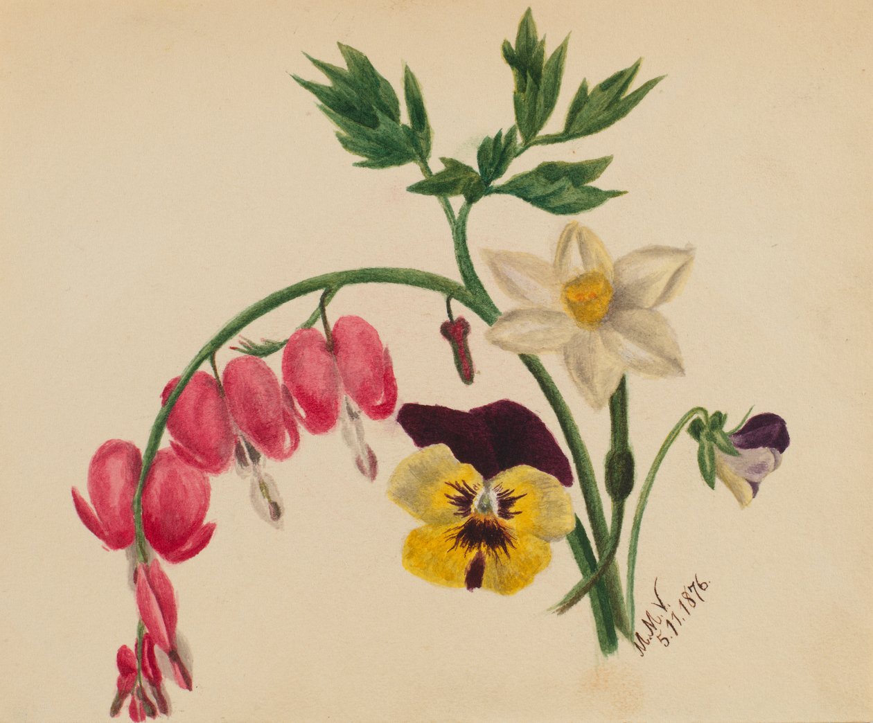 (Bez tytułu - Mieszane kwiaty) autorstwa Mary Vaux Walcott