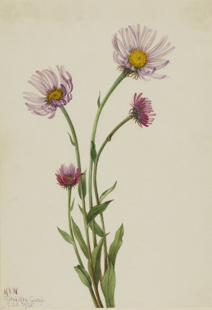 Flaszowiec alaskański (Erigeron salsuginosus) autorstwa Mary Vaux Walcott