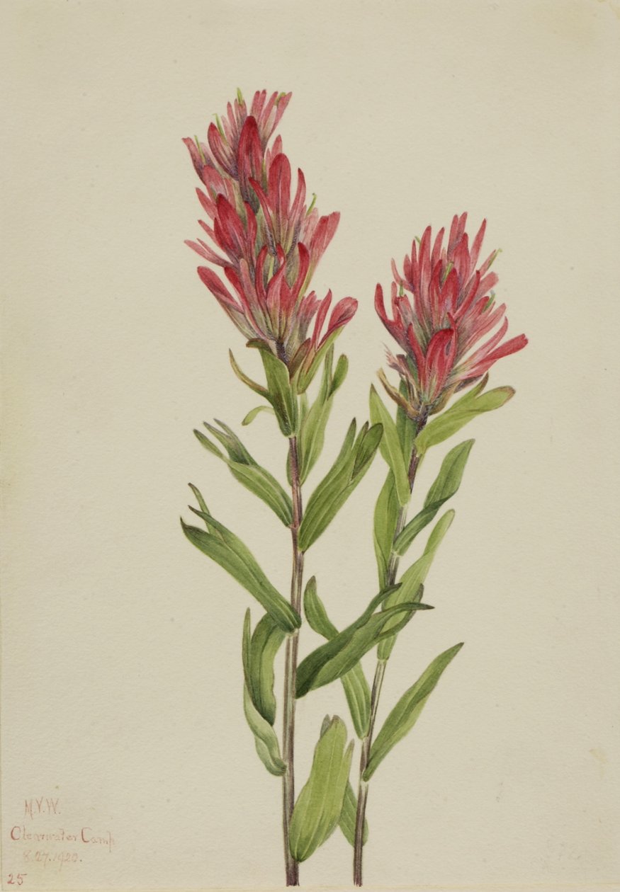 Pędzel alberyjski (Catilleja miniata) autorstwa Mary Vaux Walcott
