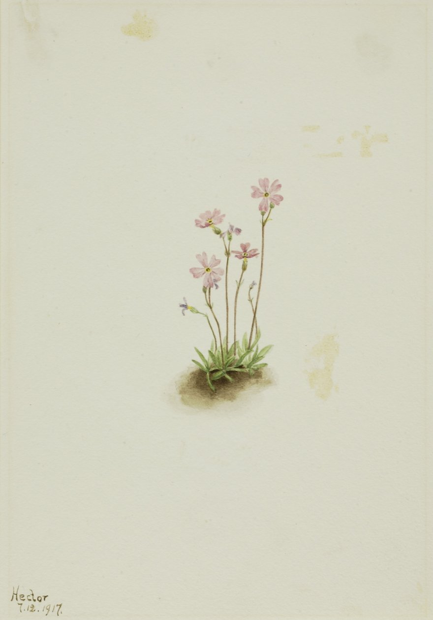 Pierwiosnek Alberta (Primula maccalliana) autorstwa Mary Vaux Walcott