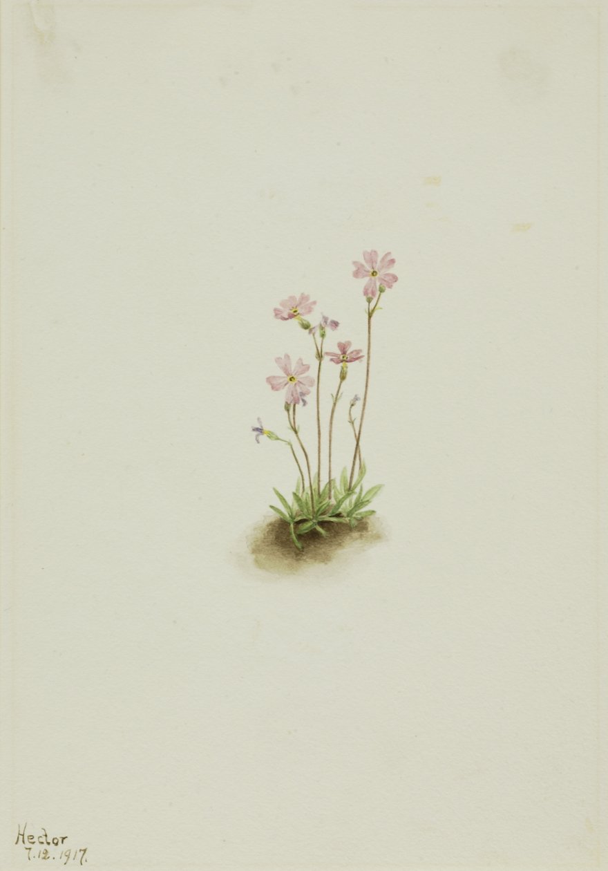 Alberta Primrose Primula maccalliana, 1917. autorstwa Mary Vaux Walcott
