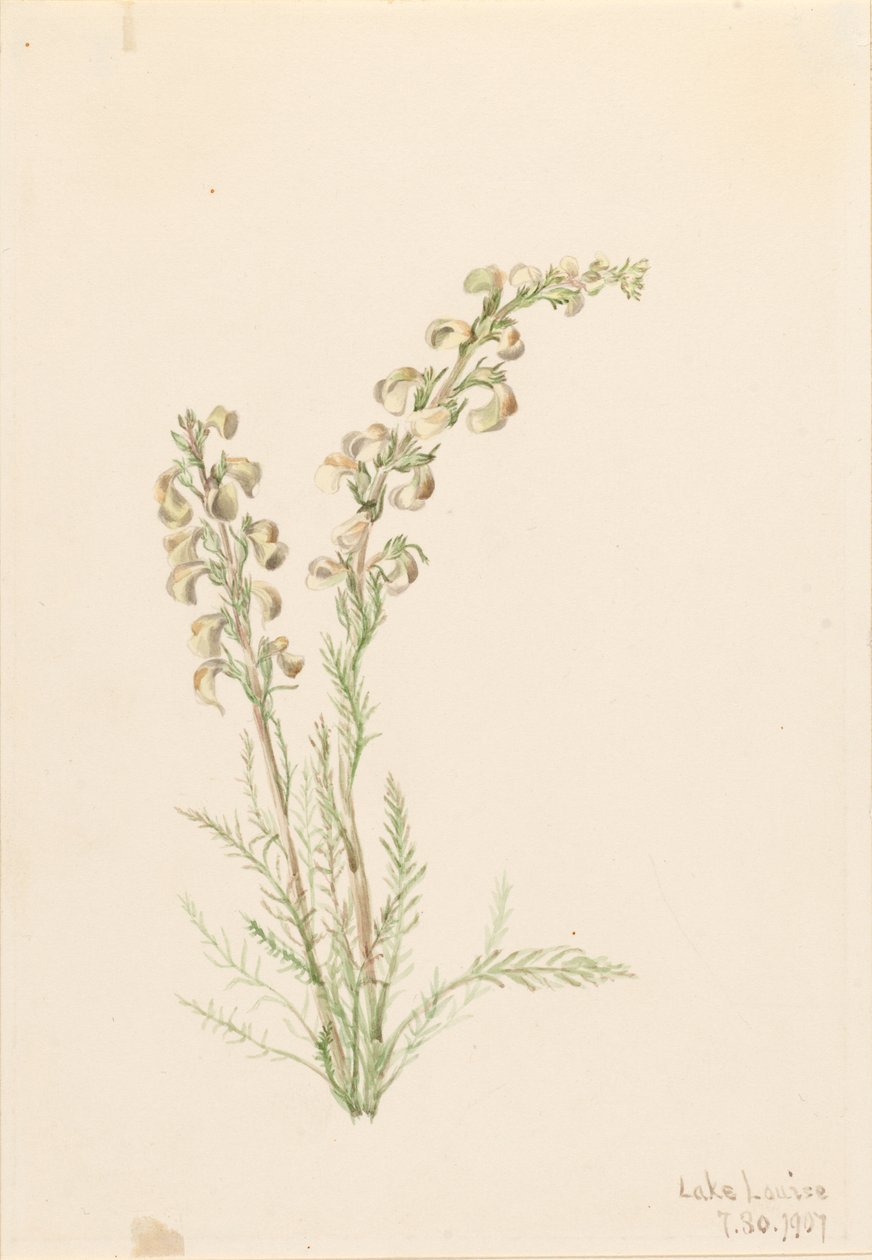Paprotnik alpejski (Pedicularis contorta) autorstwa Mary Vaux Walcott