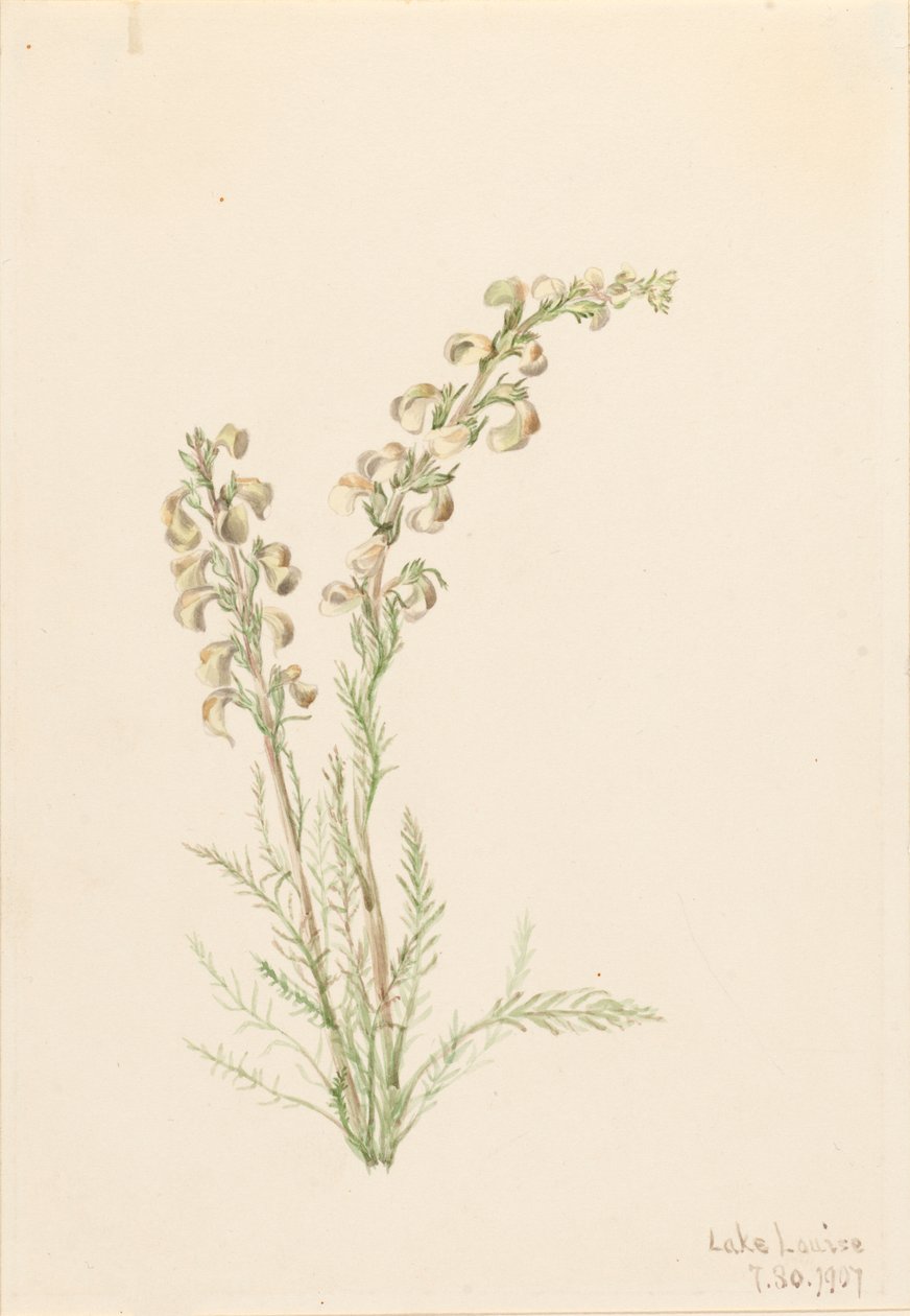 Alpine Fernlife Pedicularis contorta, 1907. autorstwa Mary Vaux Walcott