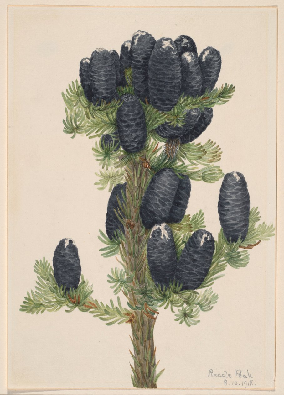 Jodła alpejska (Abies lasiocarpa) autorstwa Mary Vaux Walcott