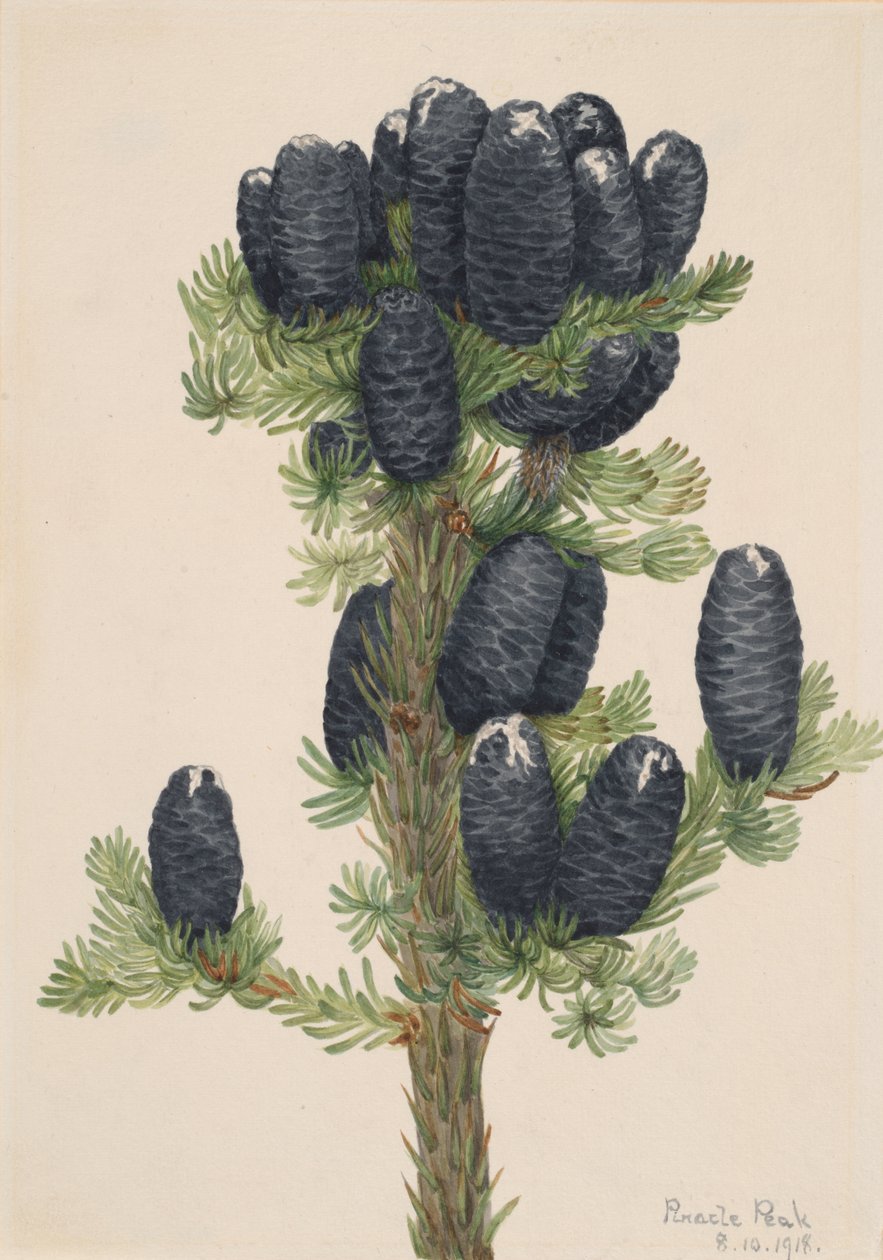 Jodła alpejska Abies lasiocarpa, 1918. autorstwa Mary Vaux Walcott