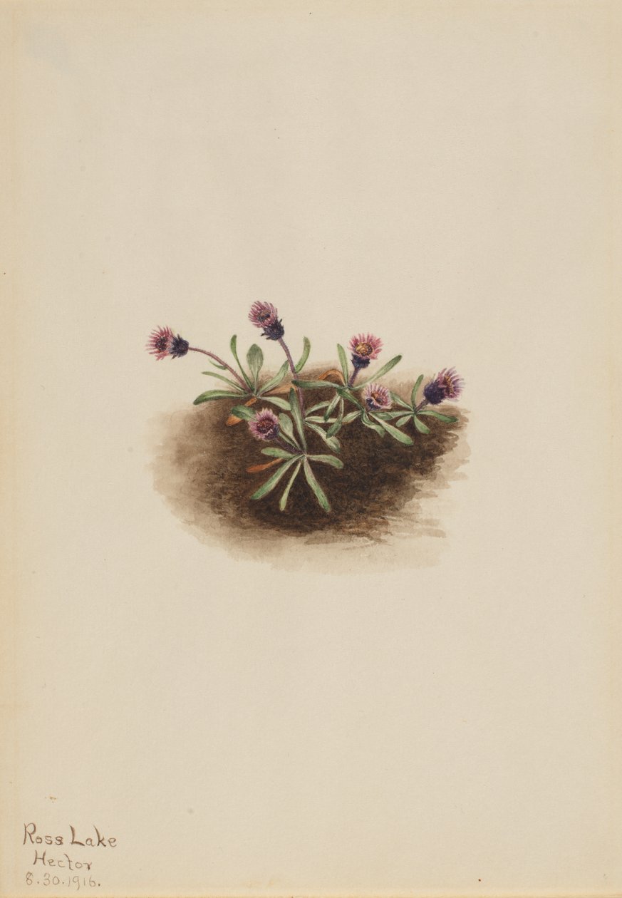 Alpine Fleabane Erigeron unalaschcensis, 1916. autorstwa Mary Vaux Walcott