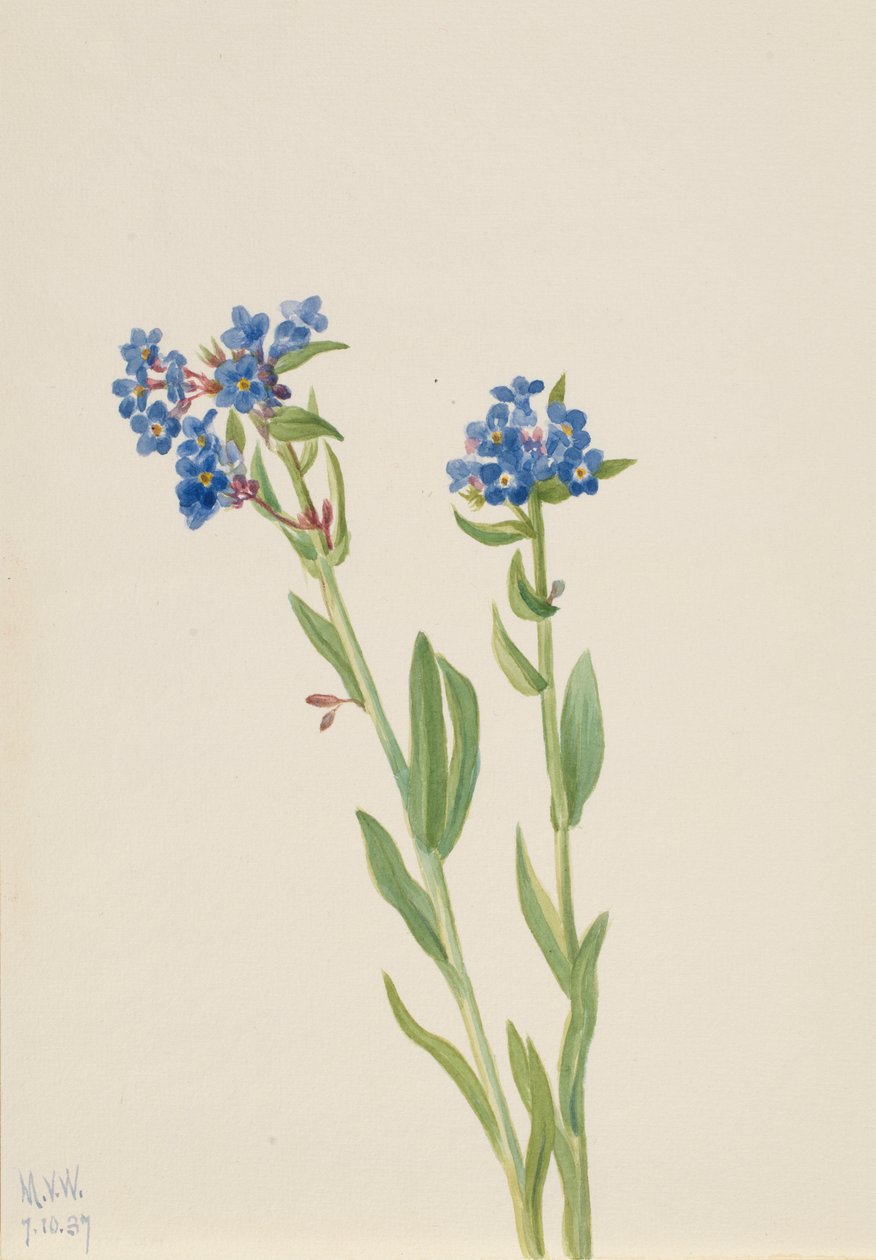 Niezapominajka alpejska (Myosotis alpestris) autorstwa Mary Vaux Walcott
