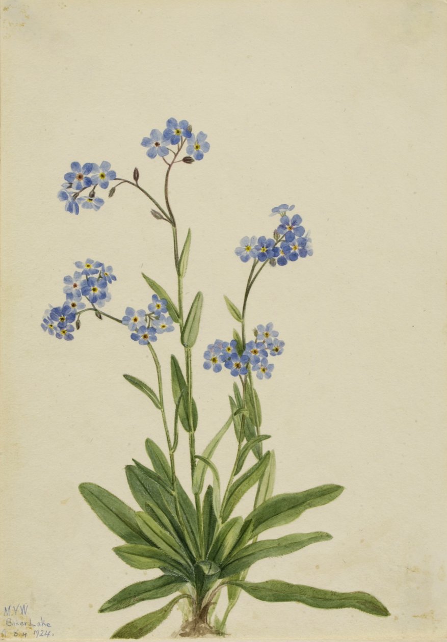 Niezapominajka alpejska (Myosotis alpestris) autorstwa Mary Vaux Walcott