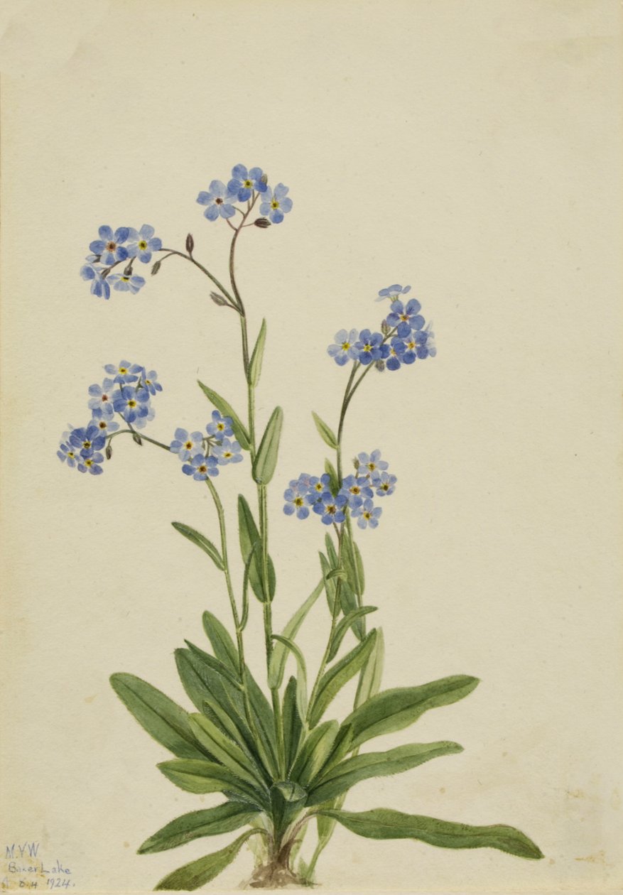 Alpejski Niezapominajka Myosotis alpestris, 1924. autorstwa Mary Vaux Walcott