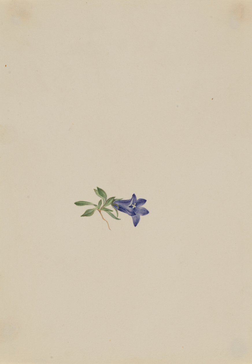 Dzwonek alpejski (Campanula lasiocarpa) autorstwa Mary Vaux Walcott