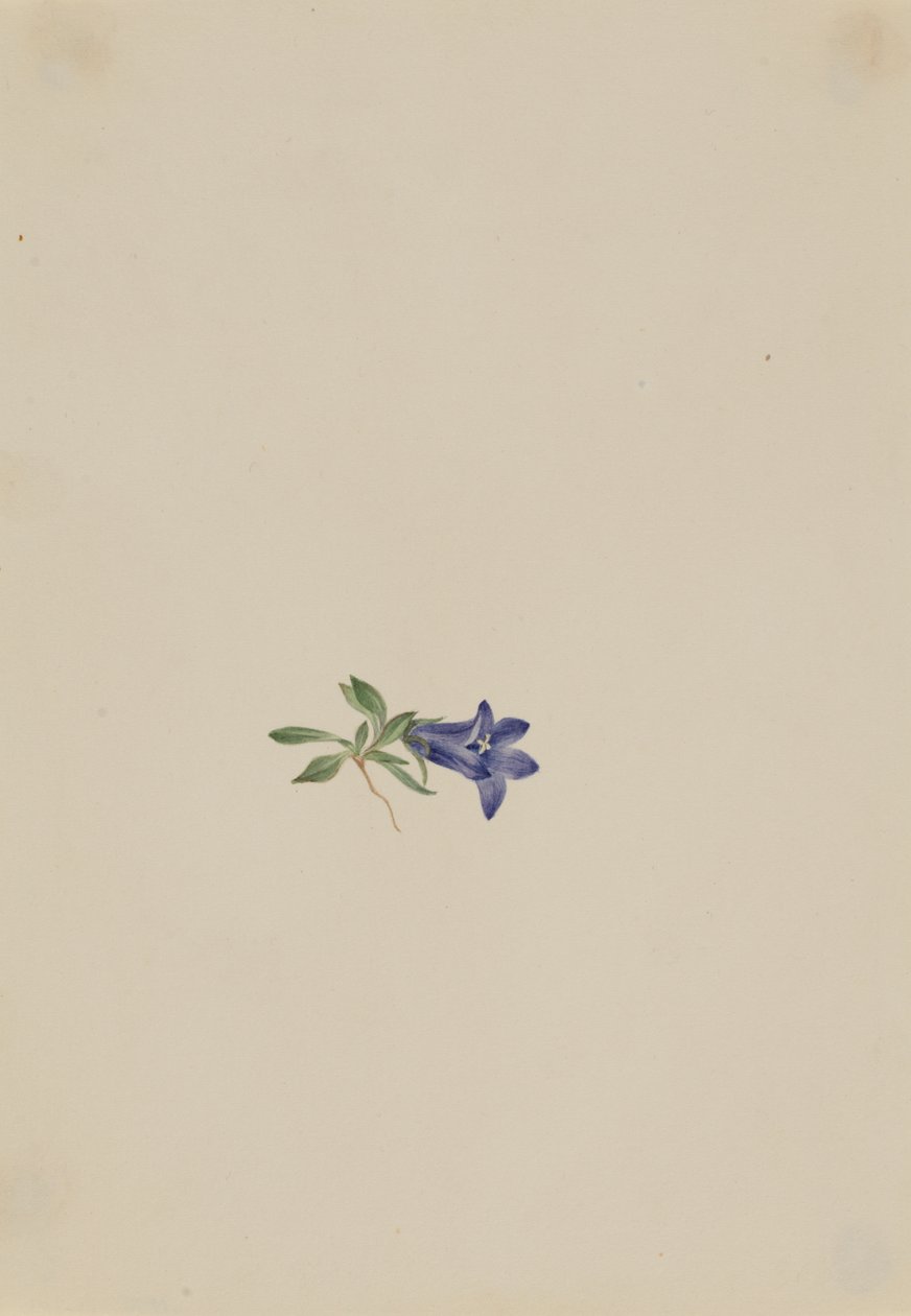 Alpine Harebell Campanula lasiocarpa, b.d. autorstwa Mary Vaux Walcott