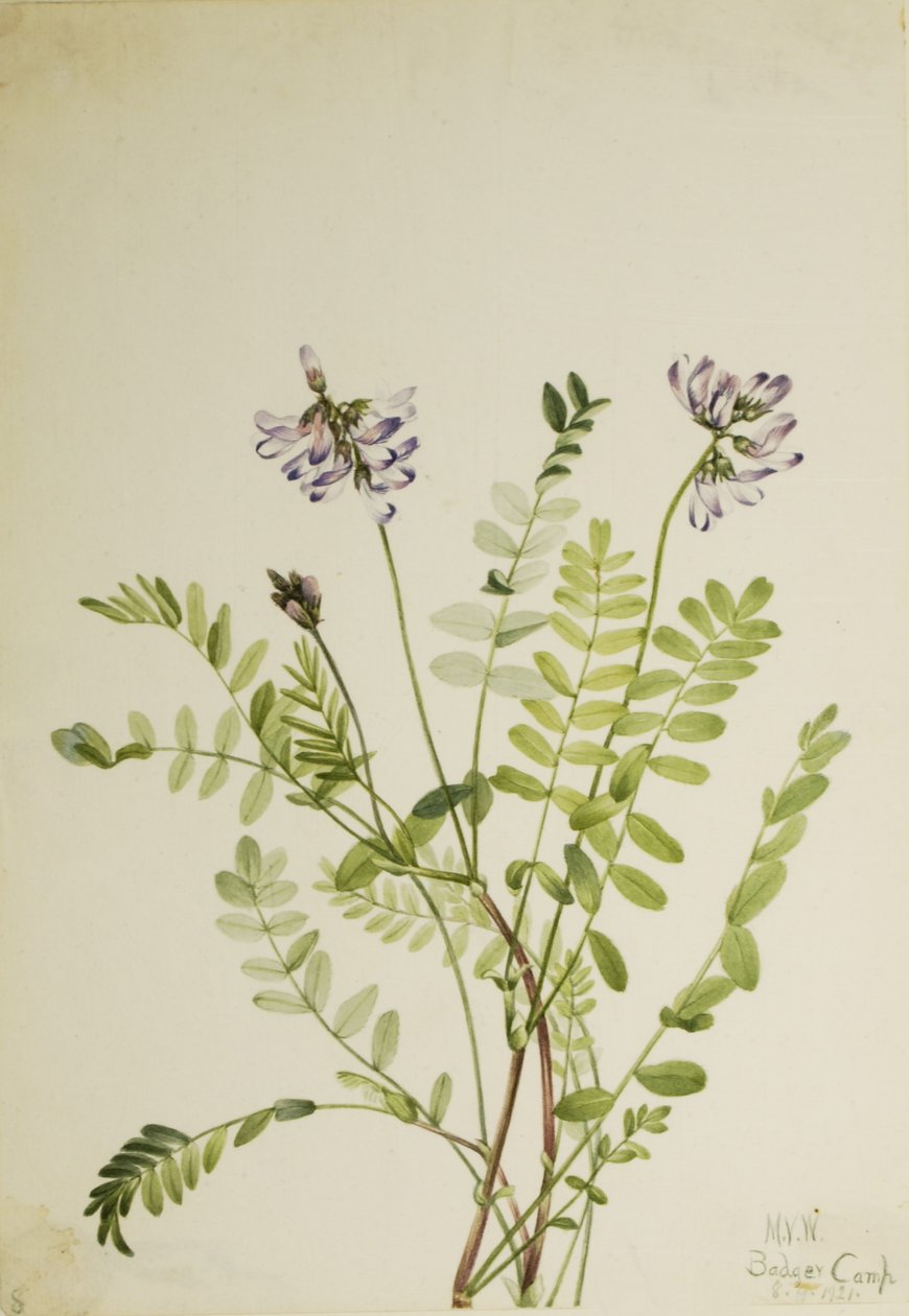 Traganek alpejski (Astragalus alpinus) autorstwa Mary Vaux Walcott