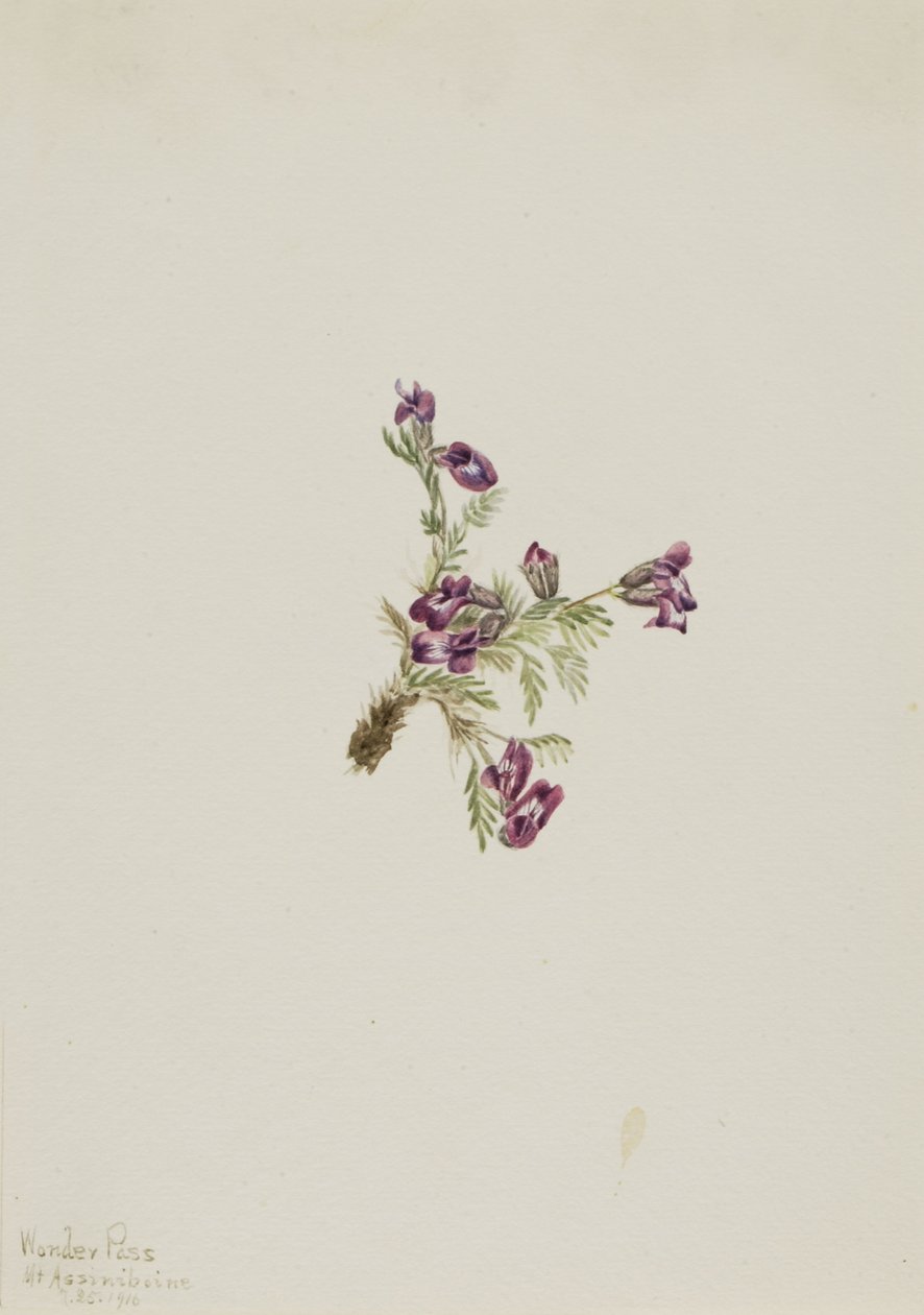 Wyka alpejska (Oxytropis podocarpa) autorstwa Mary Vaux Walcott