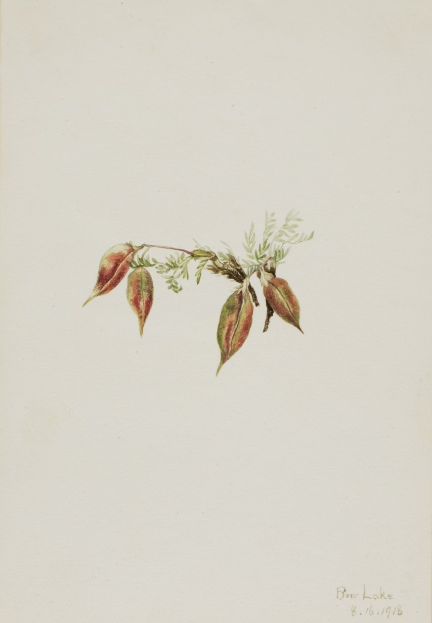 Wyka alpejska (Oxytropis podocarpa) autorstwa Mary Vaux Walcott