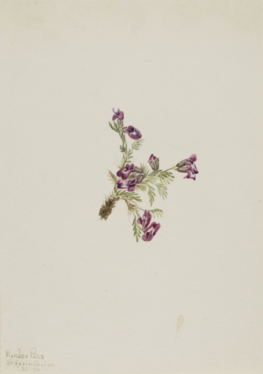Alpejski Pointvetch Oxytropis podocarpa, 1916. autorstwa Mary Vaux Walcott