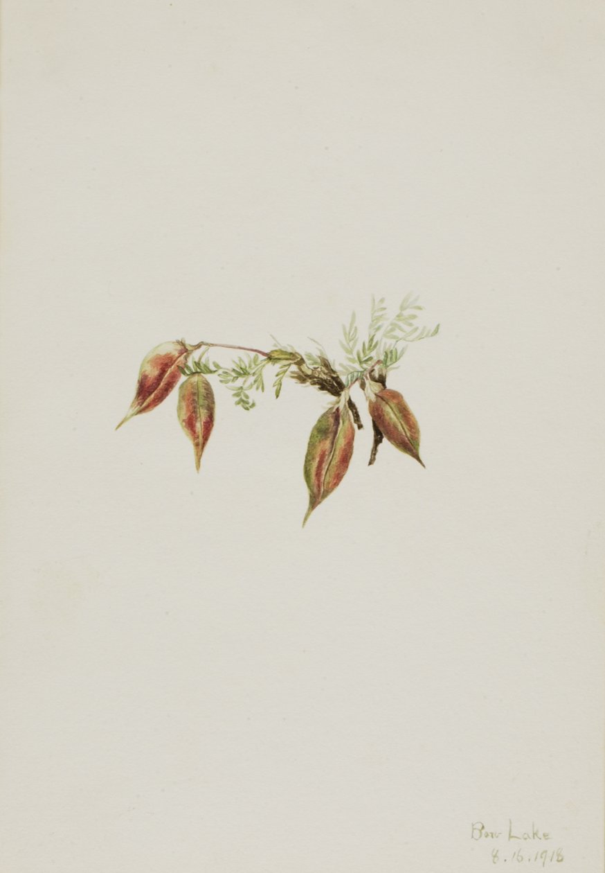 Alpejski Pointvetch Oxytropis podocarpa, 1918. autorstwa Mary Vaux Walcott