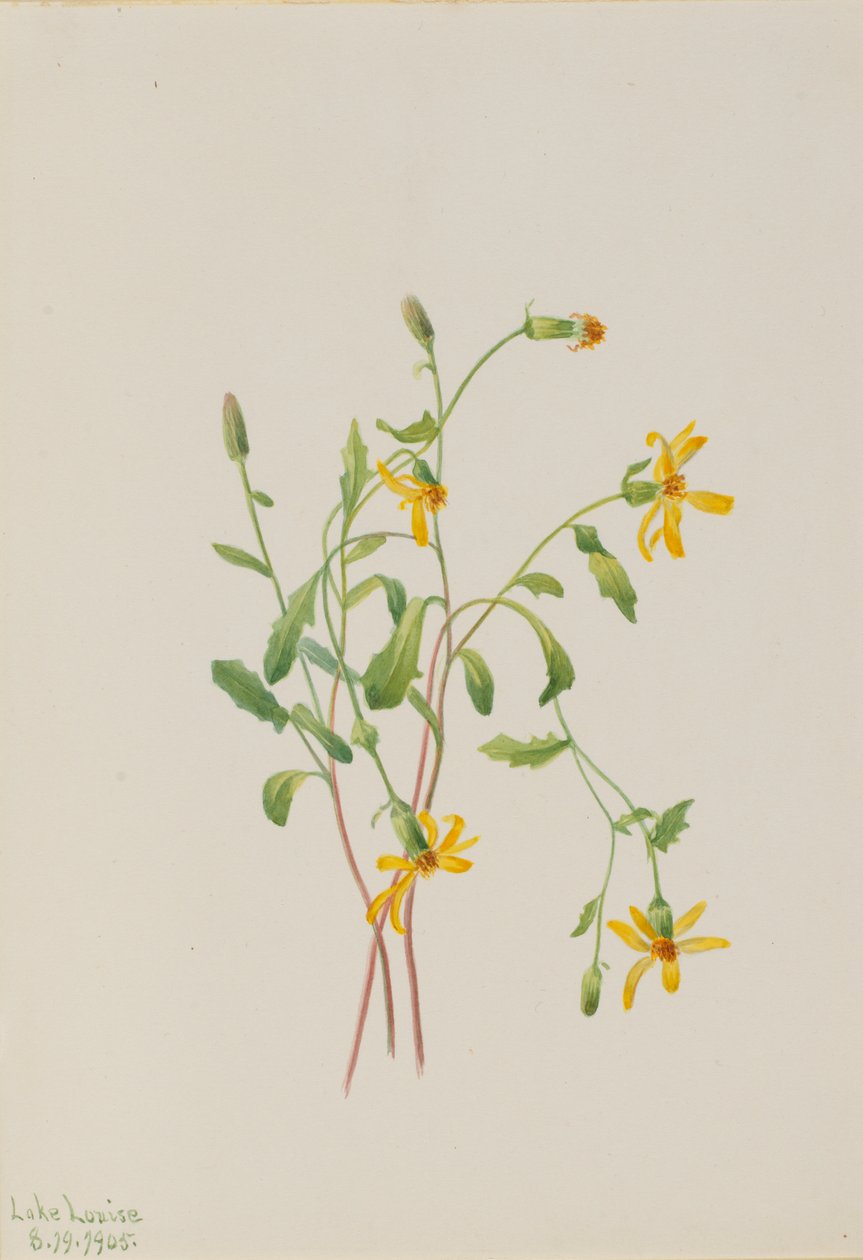 Ragwort alpejski (gatunek Senecio) autorstwa Mary Vaux Walcott
