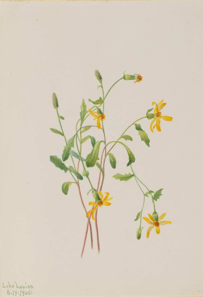 Gatunek krostnicy alpejskiej Senecio, 1905. autorstwa Mary Vaux Walcott