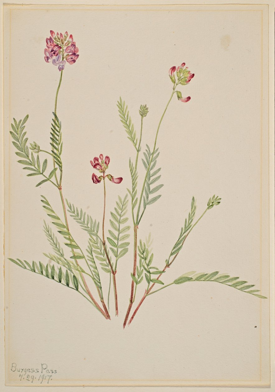 Wyka alpejska (Astragalus bourgovii) autorstwa Mary Vaux Walcott