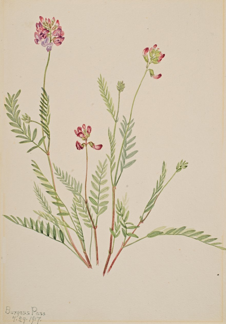 Wyka alpejska Astragalus bourgovii, 1917. autorstwa Mary Vaux Walcott