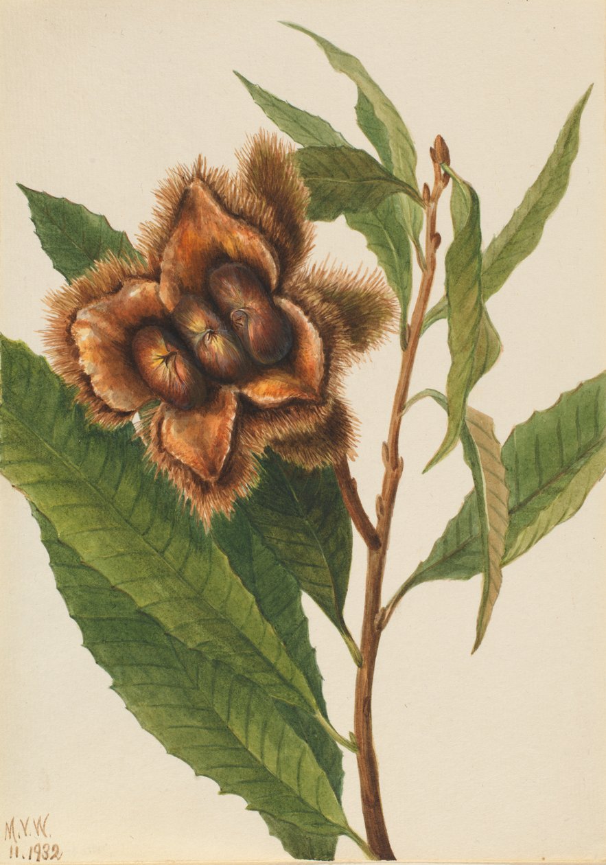 Kasztan amerykański Castanea dentata, 1932. autorstwa Mary Vaux Walcott