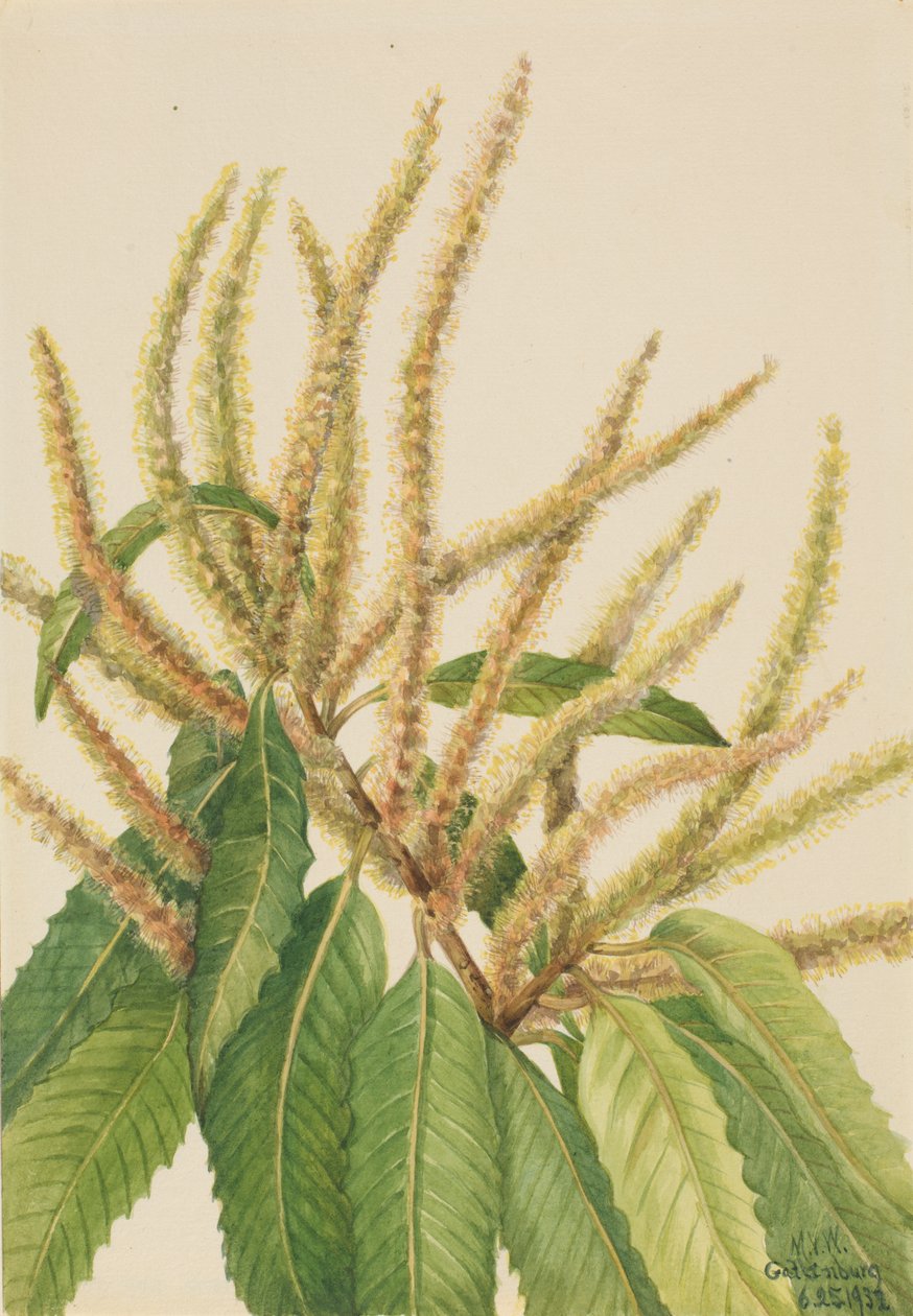 Kasztan amerykański Castanea dentata, 1932. autorstwa Mary Vaux Walcott