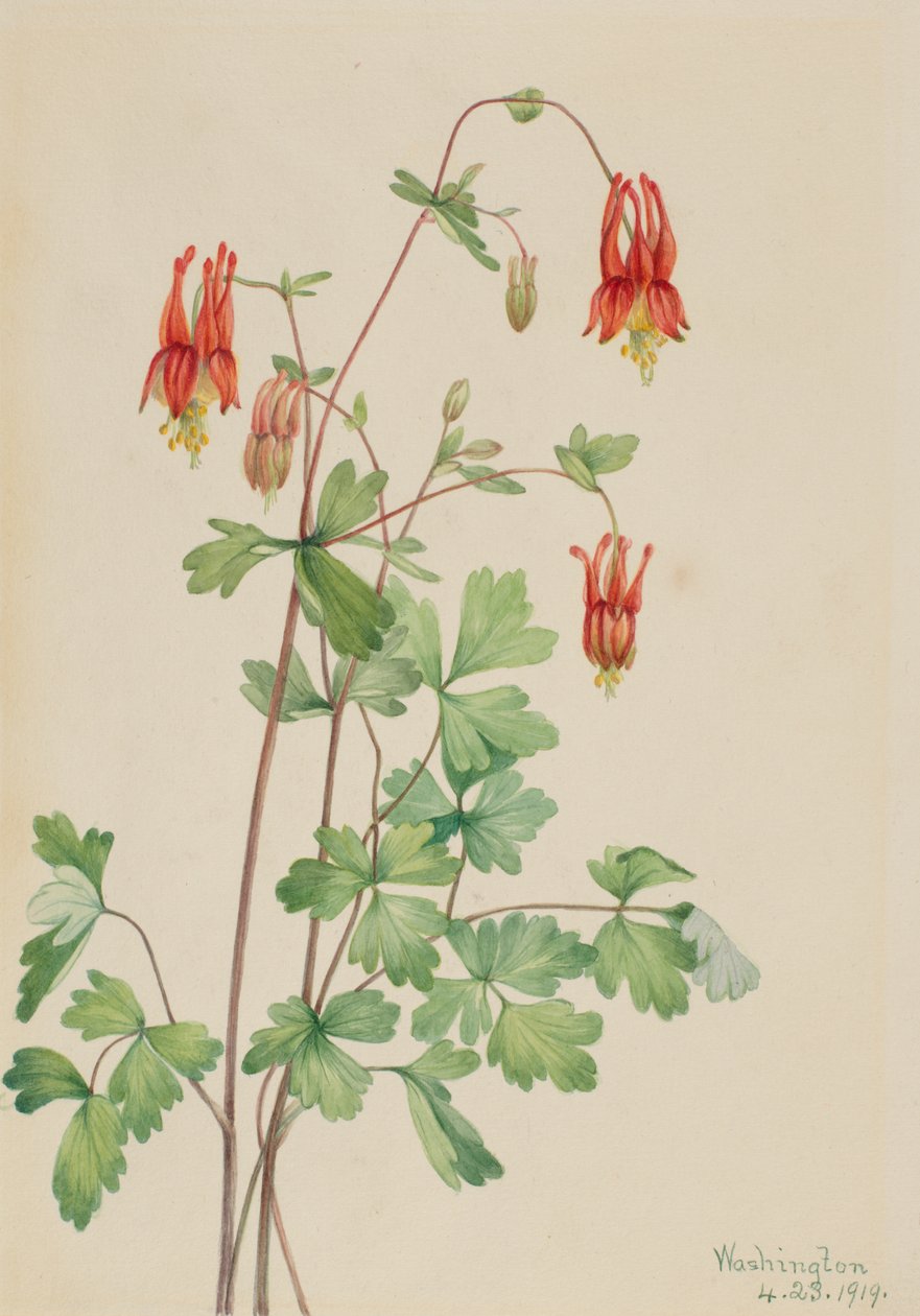 Kolombina amerykańska (Aquilegia canadensis) autorstwa Mary Vaux Walcott
