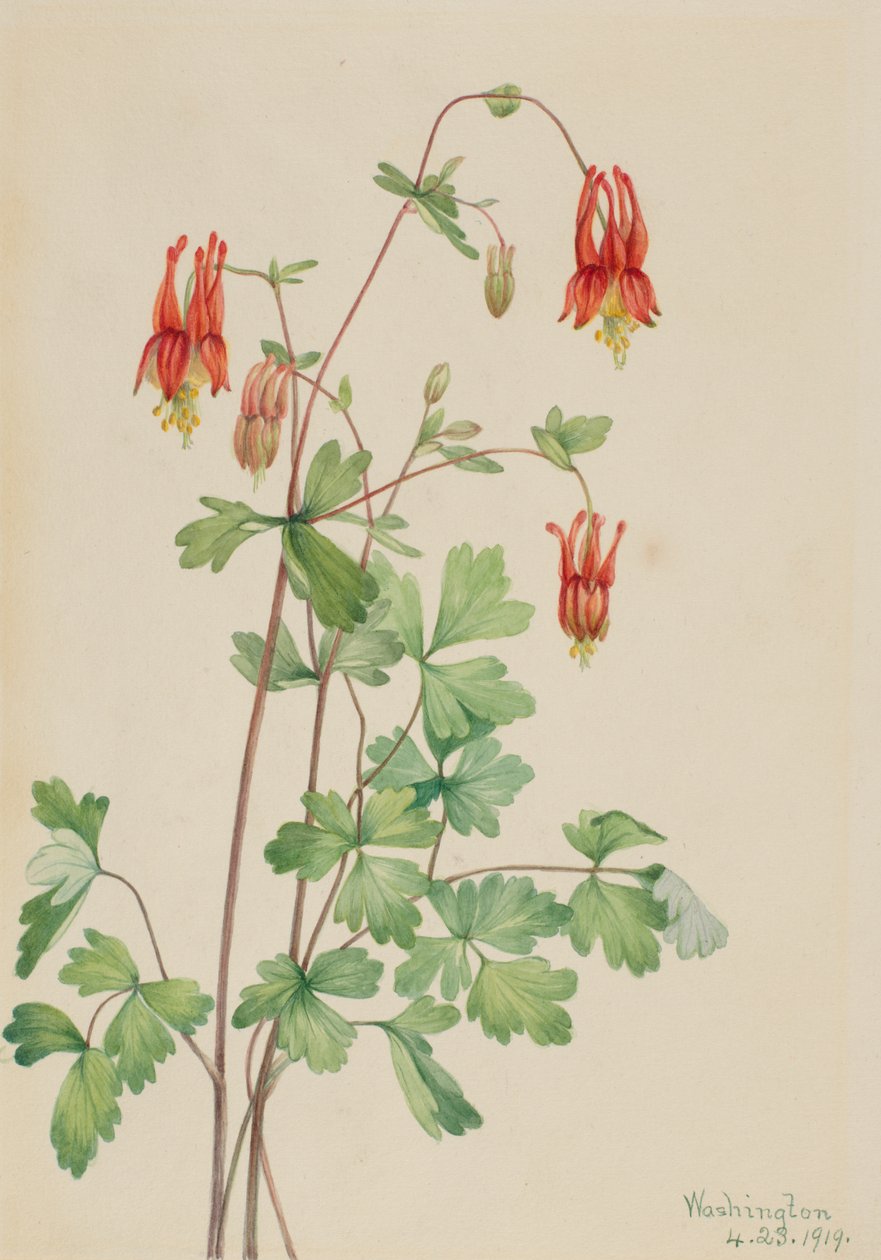 American Columbine Aquilegia canadensis, 1919. autorstwa Mary Vaux Walcott