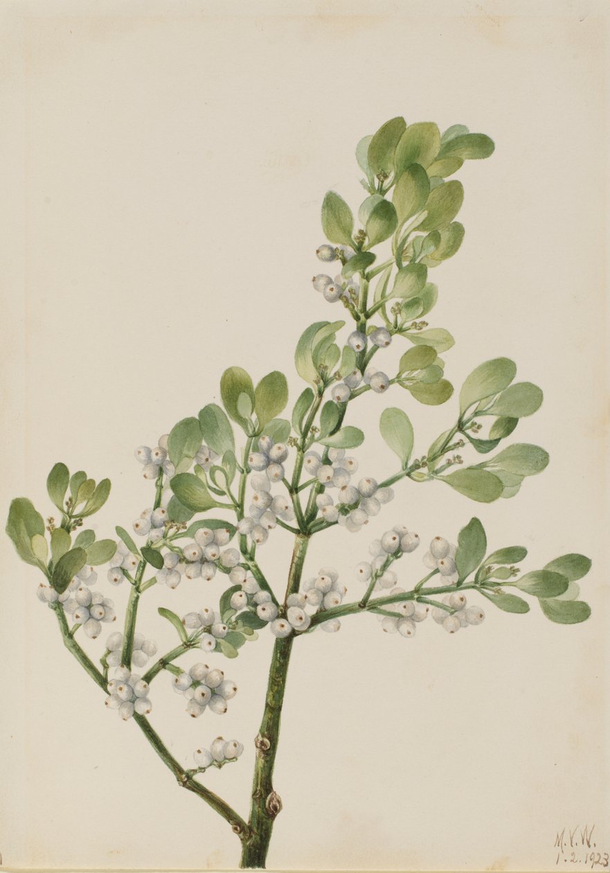Amerykańska jemioła Phoradendron flavescens, 1923. autorstwa Mary Vaux Walcott