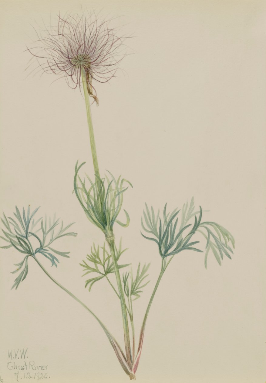 Amerykańska sasanka Pulsatilla ludoviciana, 1920. autorstwa Mary Vaux Walcott