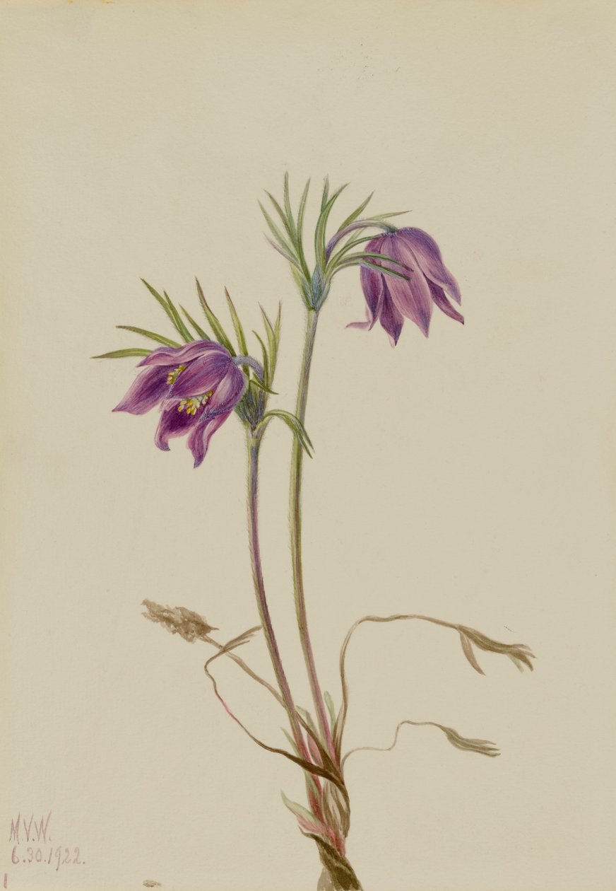 Amerykańska sasanka Pulsatilla ludoviciana, 1922. autorstwa Mary Vaux Walcott