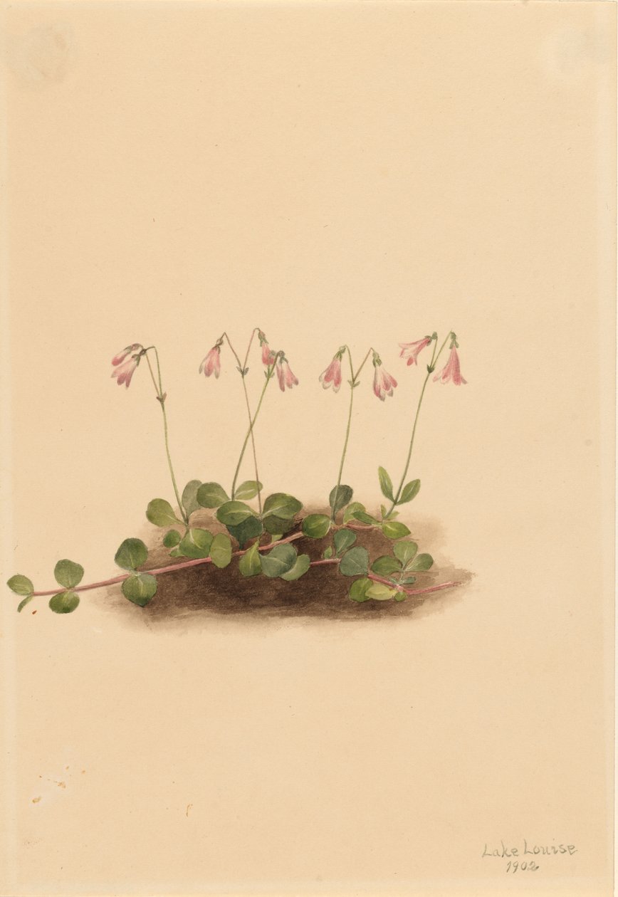 Bliźniczka amerykańska (Linnaea borealis americana) autorstwa Mary Vaux Walcott