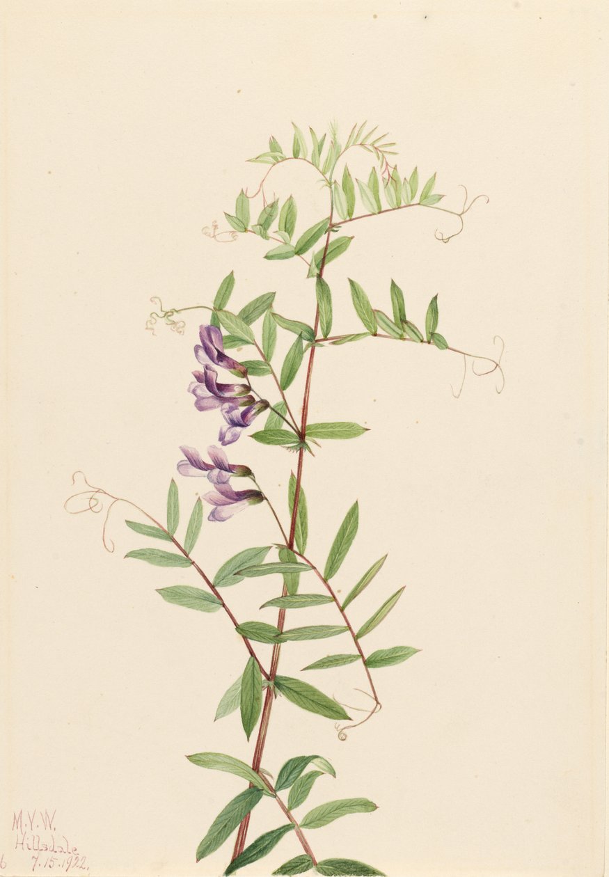 Wyka amerykańska (Vicia americana) autorstwa Mary Vaux Walcott