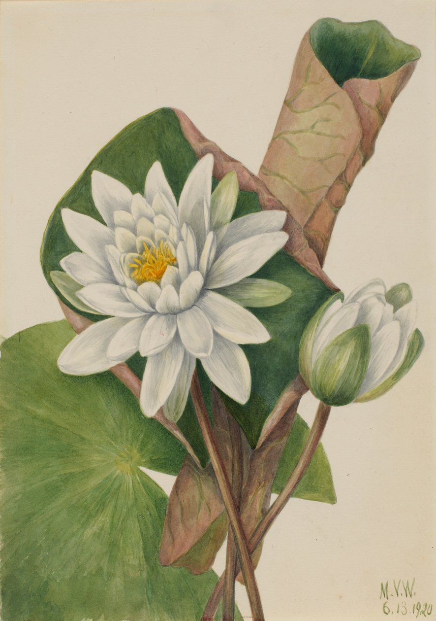 Amerykańska lilia wodna (Castalia odorata) autorstwa Mary Vaux Walcott