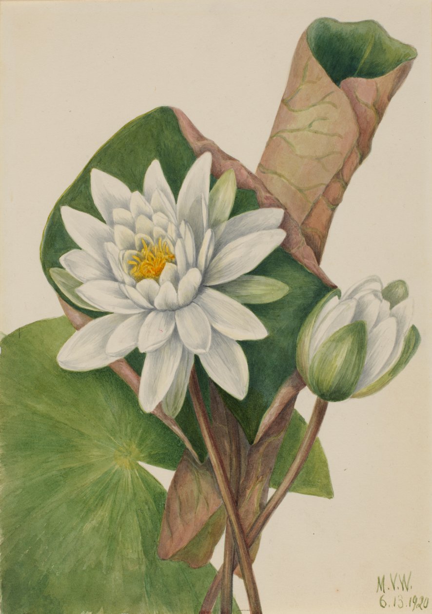 Lilia wodna amerykańska Castalia odorata, 1920. autorstwa Mary Vaux Walcott