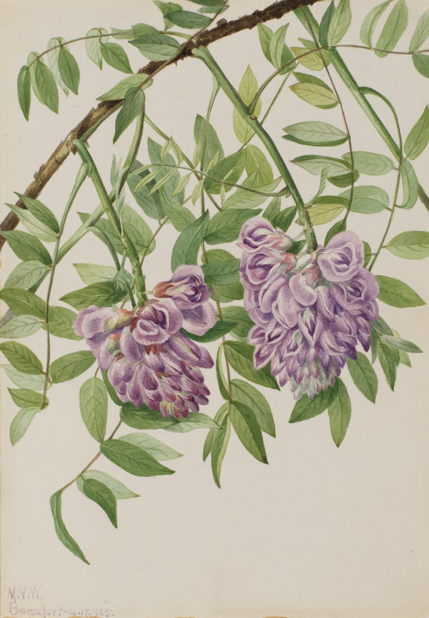 Amerykańska Wisteria Kraunhia frutescens, 1925. autorstwa Mary Vaux Walcott