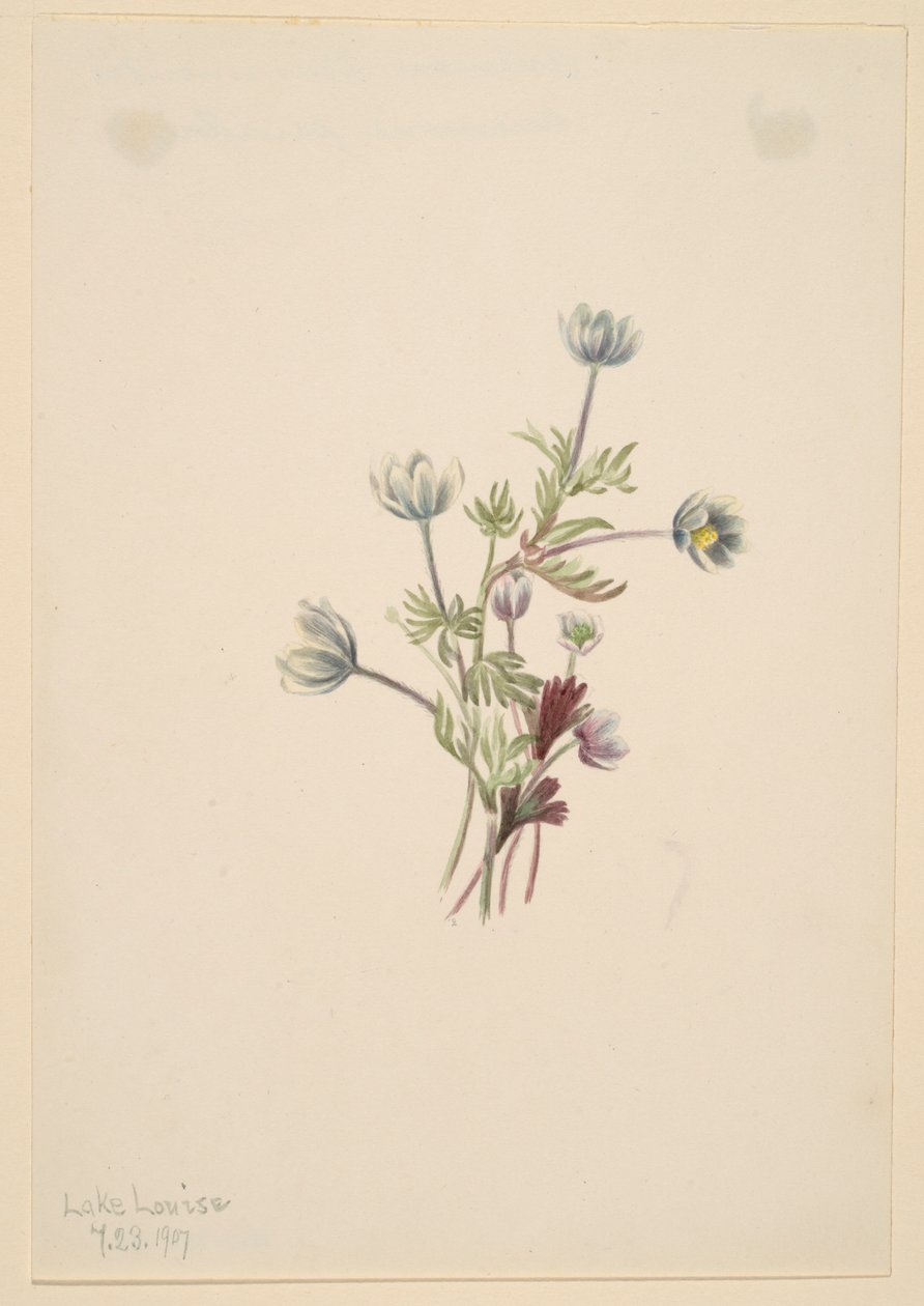 Zawilec (Anemone drummondii) autorstwa Mary Vaux Walcott