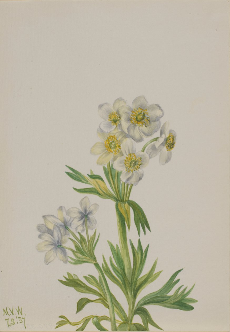 Zawilec (Anemone zephyra) autorstwa Mary Vaux Walcott