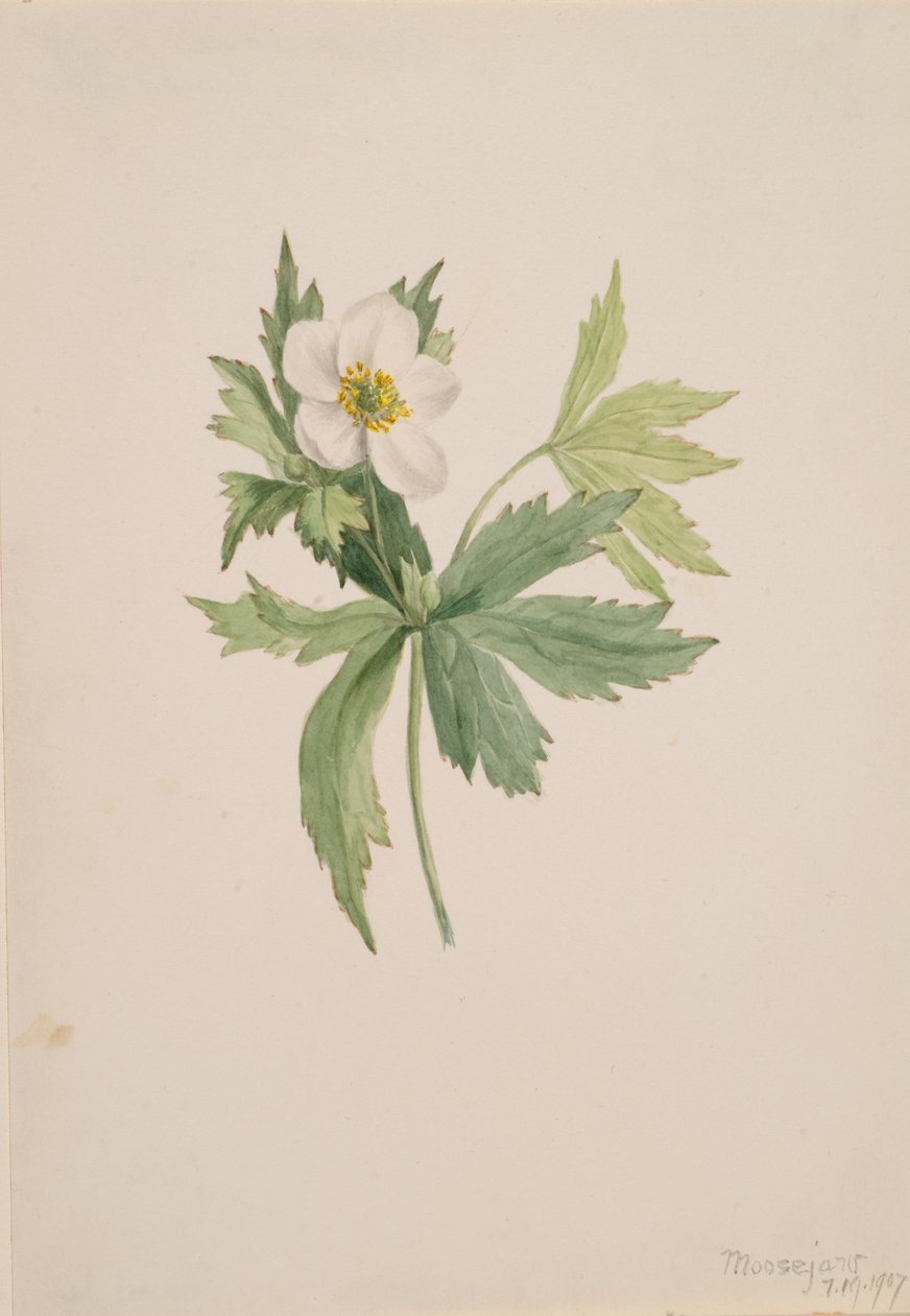 Anemone canadensis, 1907. autorstwa Mary Vaux Walcott